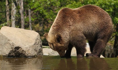 Slider-orso-3-1350x450